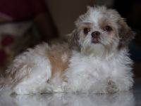 DogsIndia.com - Shih Tzu - Shabeer