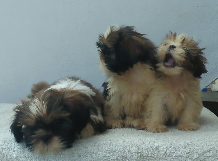 DogsIndia.com - Shih Tzu - Shabeer