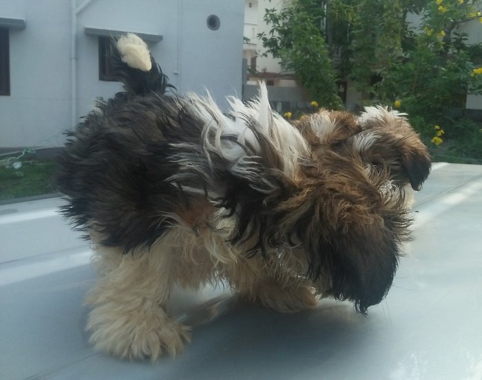 DogsIndia.com - Shih Tzu - Shabeer