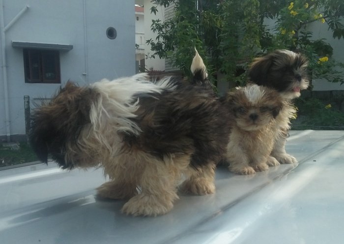 DogsIndia.com - Shih Tzu - Shabeer