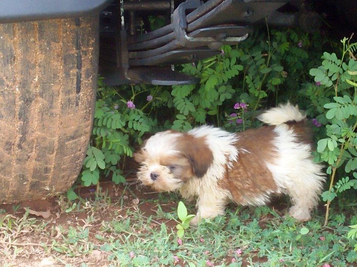 DogsIndia.com - Shih Tzu - Shabeer