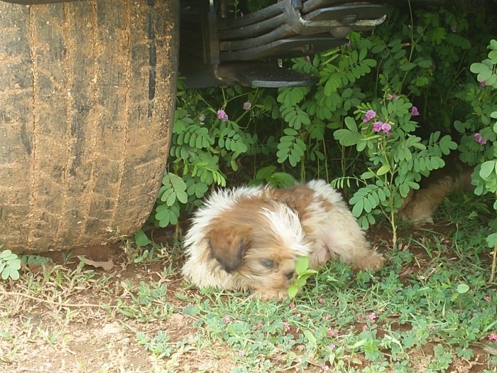 DogsIndia.com - Shih Tzu - Shabeer