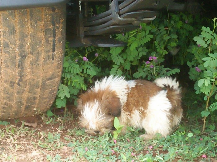 DogsIndia.com - Shih Tzu - Shabeer