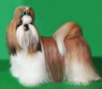 DogsIndia.com - Shih Tzu - Voyagerz