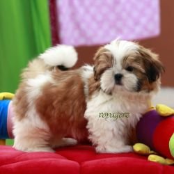 DogsIndia.com - Shih Tzu - Voyagerz