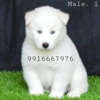 DogsIndia.com - Siberian Husky - Aditya Lochan