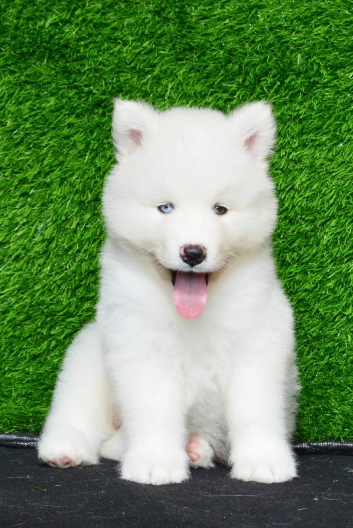 DogsIndia.com - Siberian Husky - Aditya Lochan
