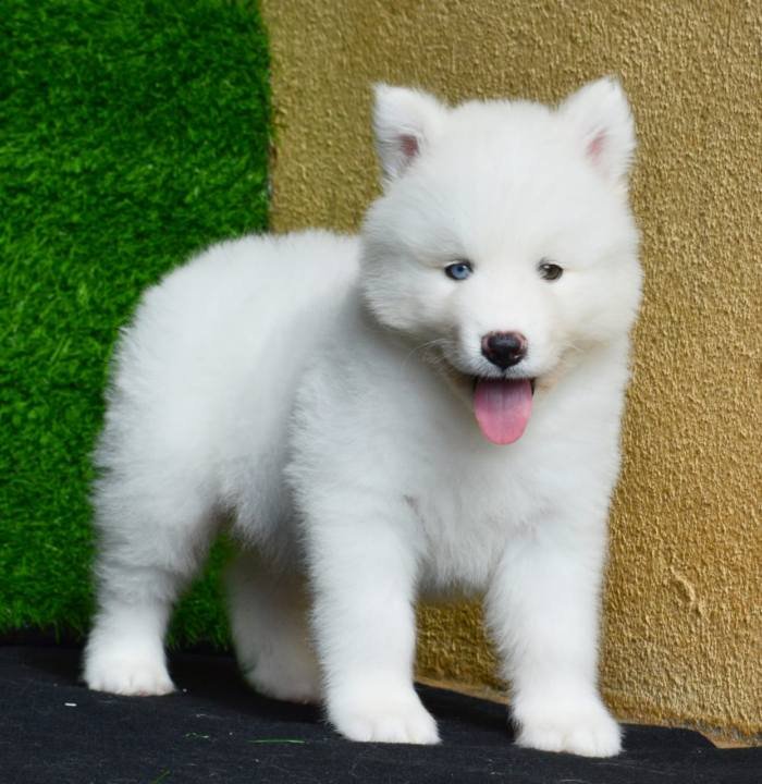 DogsIndia.com - Siberian Husky - Aditya Lochan