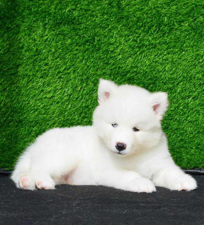 DogsIndia.com - Siberian Husky - Aditya Lochan