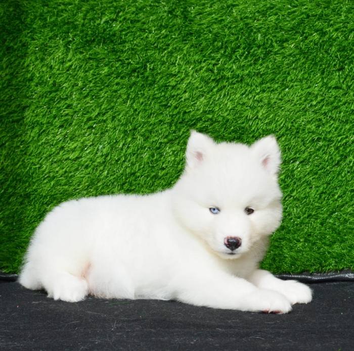 DogsIndia.com - Siberian Husky - Aditya Lochan