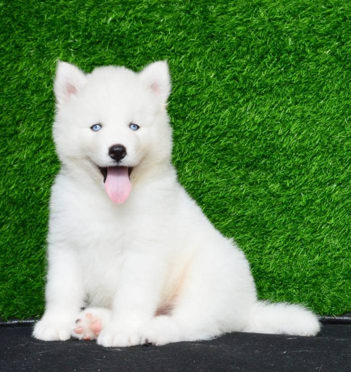 DogsIndia.com - Siberian Husky - Aditya Lochan