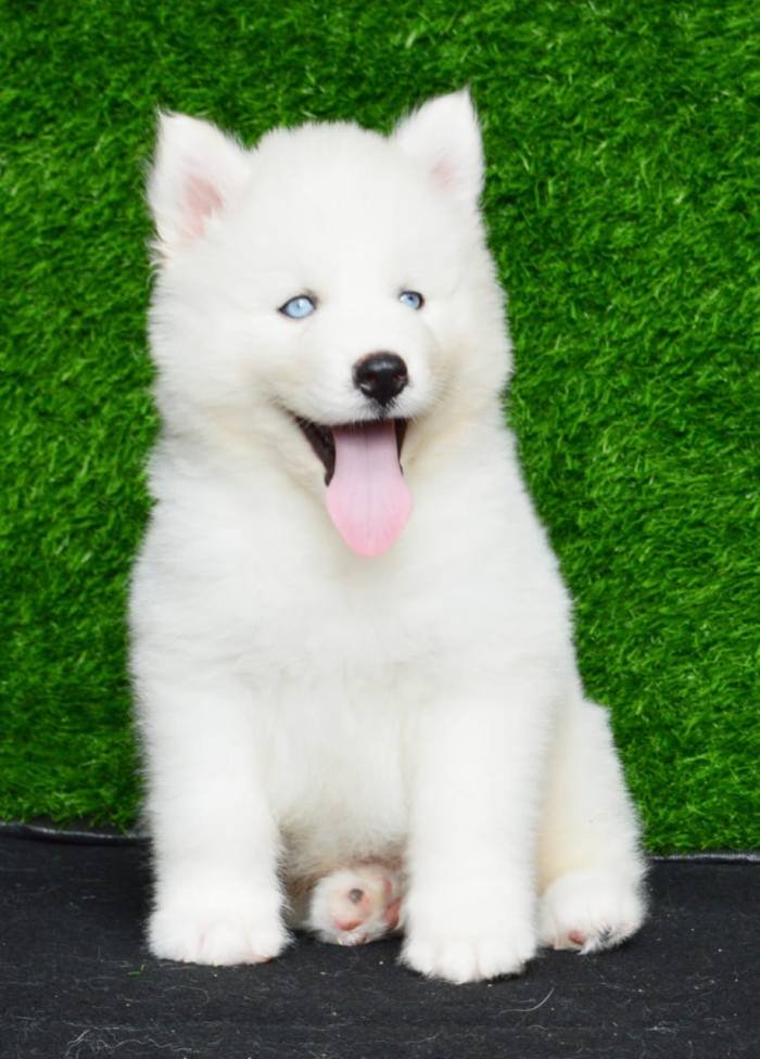 DogsIndia.com - Siberian Husky - Aditya Lochan