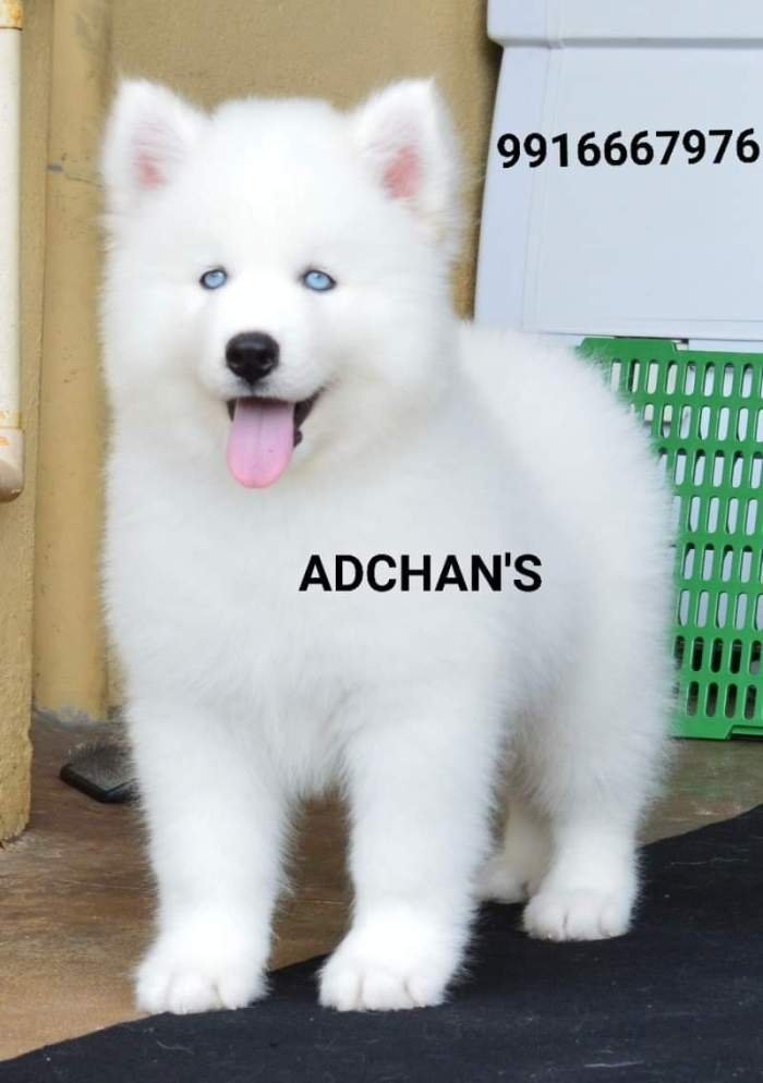 DogsIndia.com - Siberian Husky - Aditya Lochan