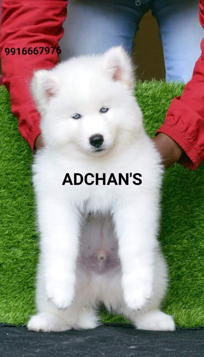 DogsIndia.com - Siberian Husky - Aditya Lochan