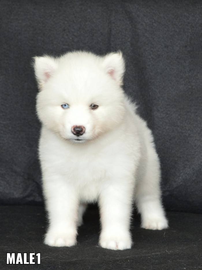 DogsIndia.com - Siberian Husky - Aditya Lochan