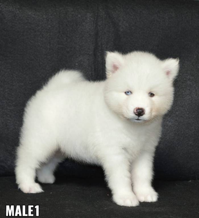 DogsIndia.com - Siberian Husky - Aditya Lochan