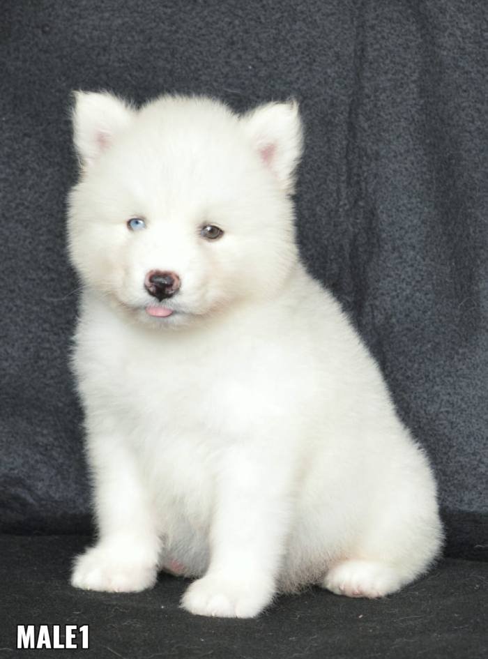 DogsIndia.com - Siberian Husky - Aditya Lochan