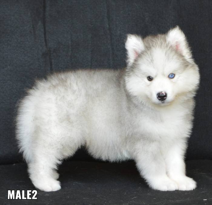 DogsIndia.com - Siberian Husky - Aditya Lochan