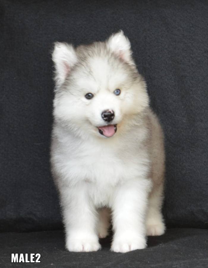 DogsIndia.com - Siberian Husky - Aditya Lochan