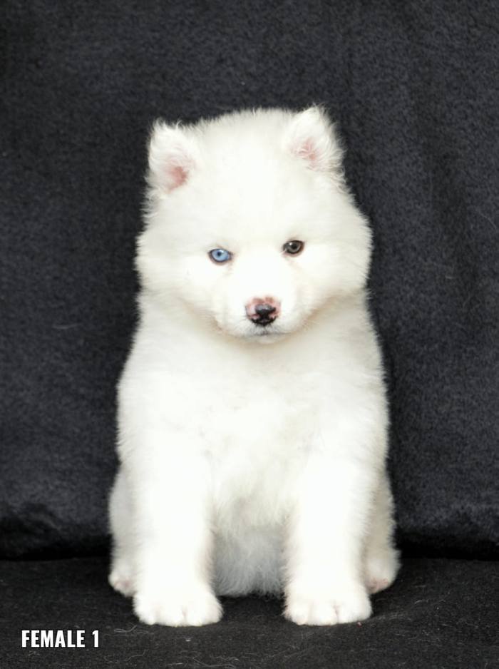 DogsIndia.com - Siberian Husky - Aditya Lochan