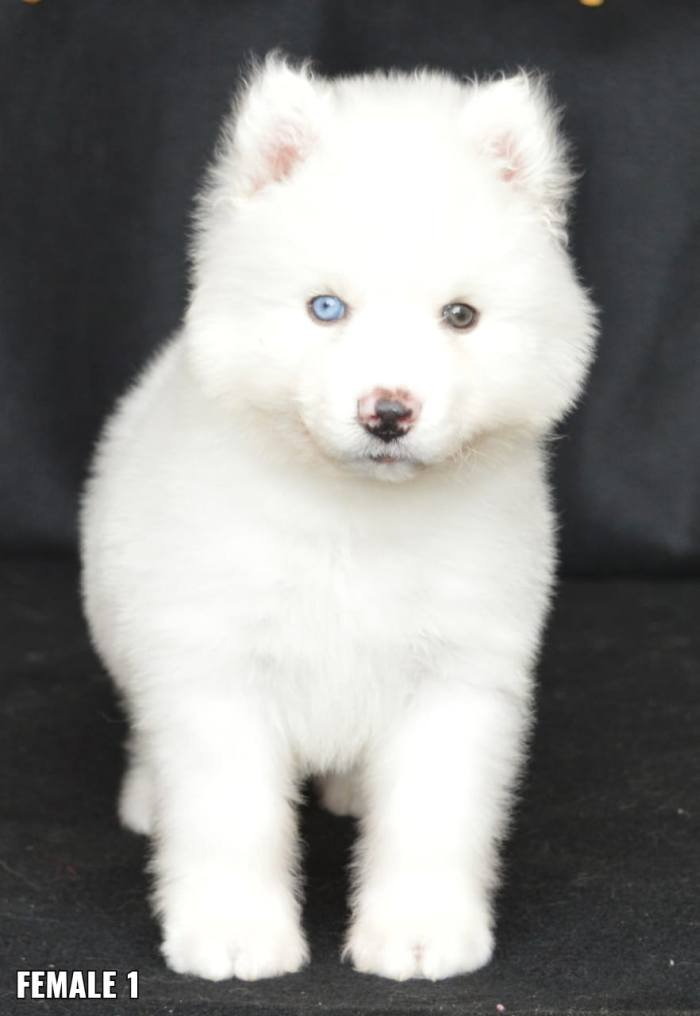 DogsIndia.com - Siberian Husky - Aditya Lochan