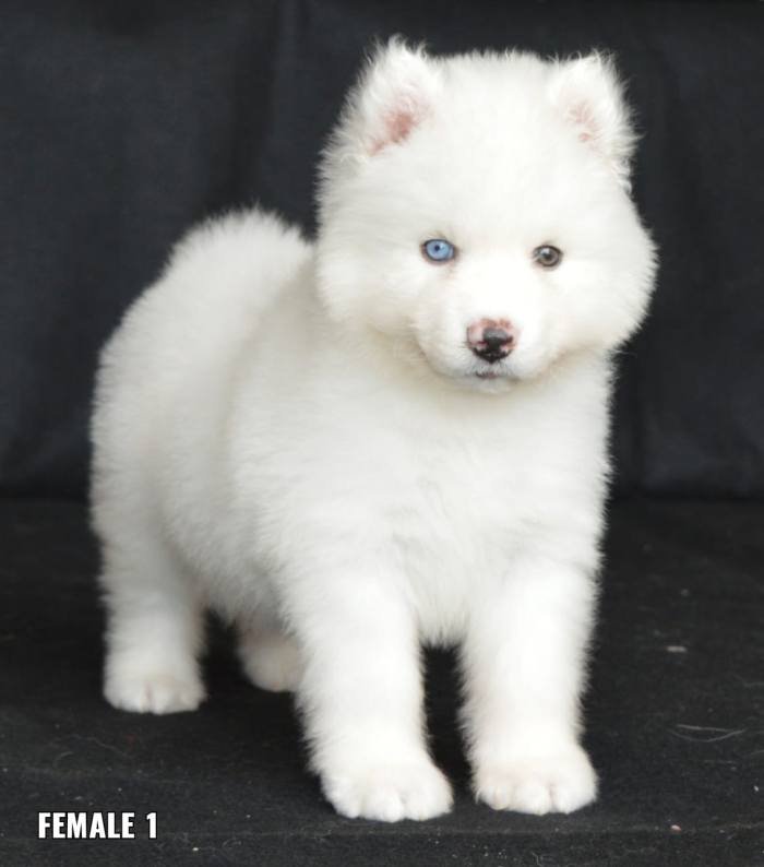 DogsIndia.com - Siberian Husky - Aditya Lochan