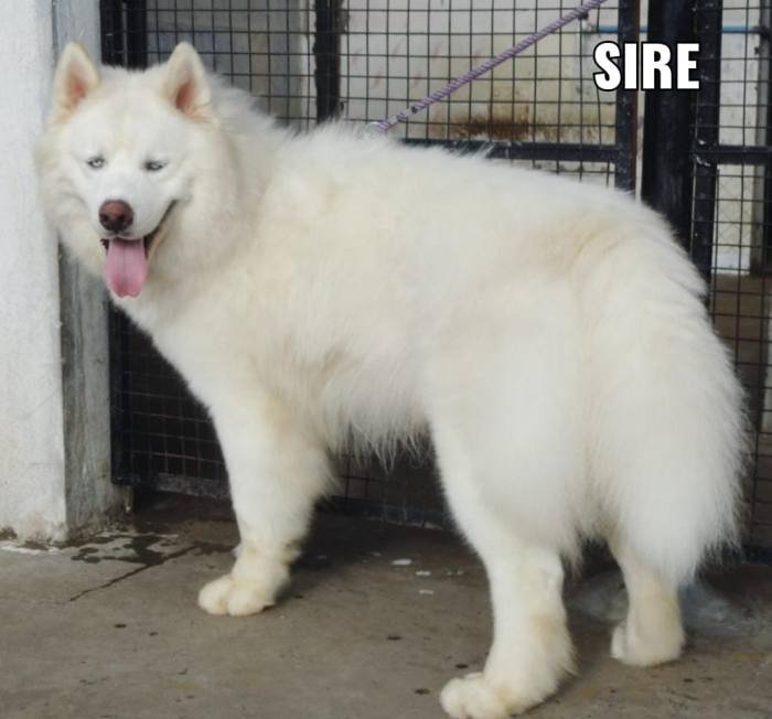 DogsIndia.com - Siberian Husky - Aditya Lochan