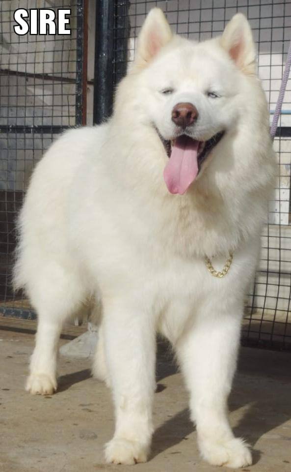 DogsIndia.com - Siberian Husky - Aditya Lochan