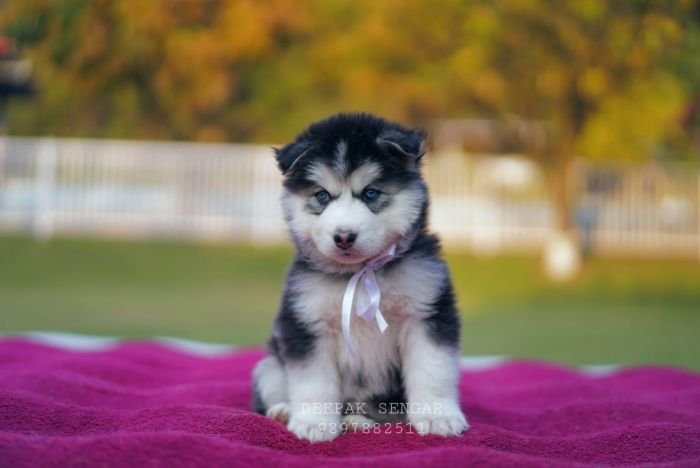 DogsIndia.com - Siberian Husky - Deepak Singh Sengar