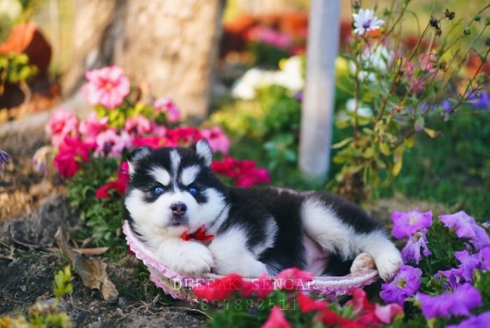 DogsIndia.com - Siberian Husky - Deepak Singh Sengar