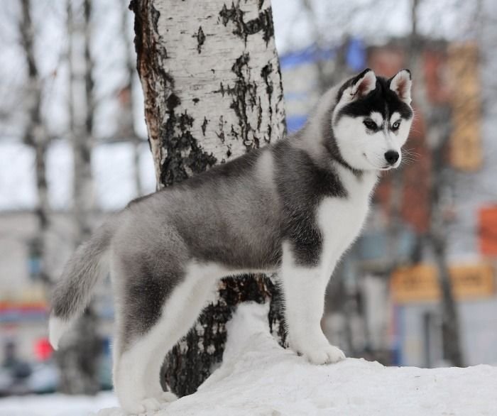 DogsIndia.com  Siberian Husky  Epona Kennel