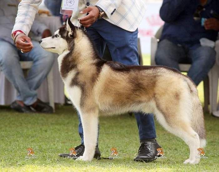 DogsIndia.com  Siberian Husky  Epona Kennel