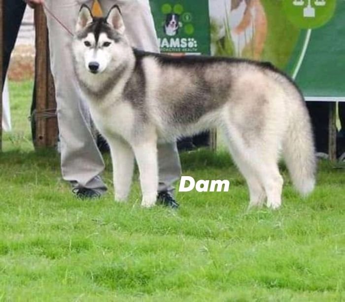 DogsIndia.com  Siberian Husky  Epona Kennel
