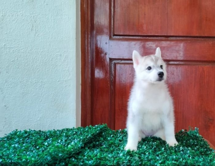 DogsIndia.com  Siberian Husky  Epona Kennel