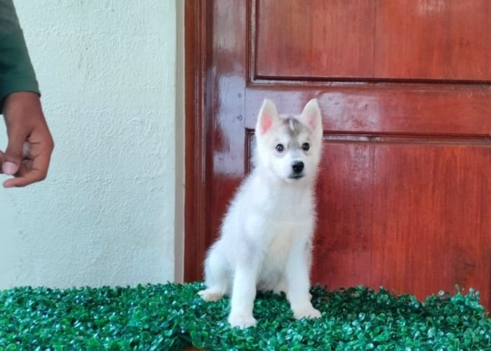 DogsIndia.com  Siberian Husky  Epona Kennel