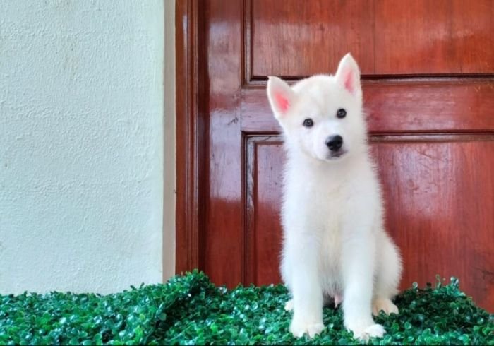 DogsIndia.com  Siberian Husky  Epona Kennel