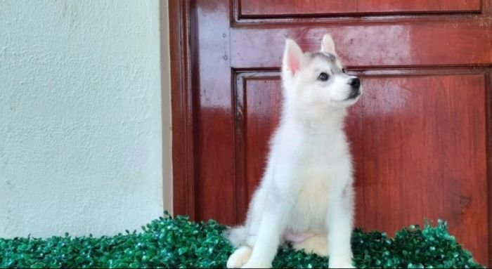 DogsIndia.com  Siberian Husky  Epona Kennel