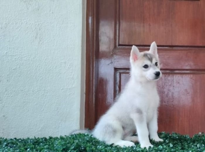 DogsIndia.com  Siberian Husky  Epona Kennel