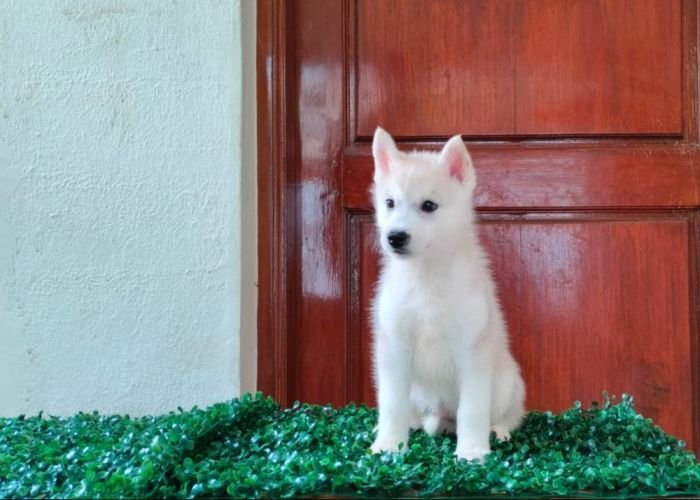 DogsIndia.com  Siberian Husky  Epona Kennel