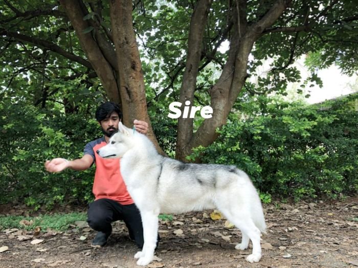 DogsIndia.com  Siberian Husky  Epona Kennel