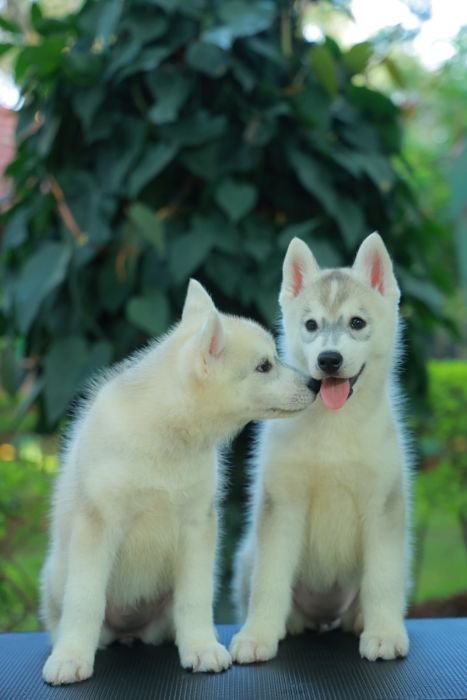 DogsIndia.com  Siberian Husky  Epona Kennel