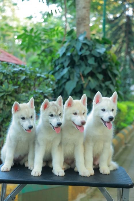 DogsIndia.com  Siberian Husky  Epona Kennel