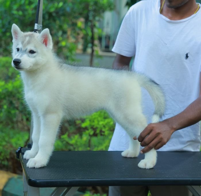 DogsIndia.com  Siberian Husky  Epona Kennel