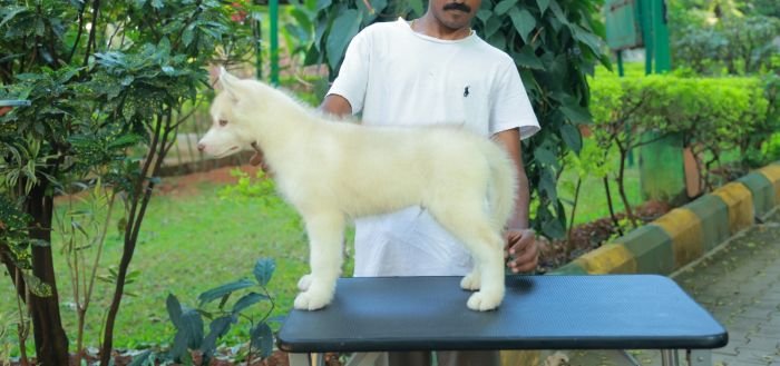 DogsIndia.com  Siberian Husky  Epona Kennel