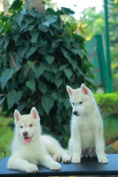 DogsIndia.com  Siberian Husky  Epona Kennel