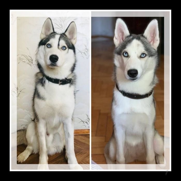 DogsIndia.com - Siberian Husky - Dr.Gowtham