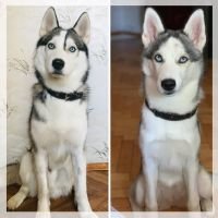 DogsIndia.com - Siberian Husky - Dr.Gowtham