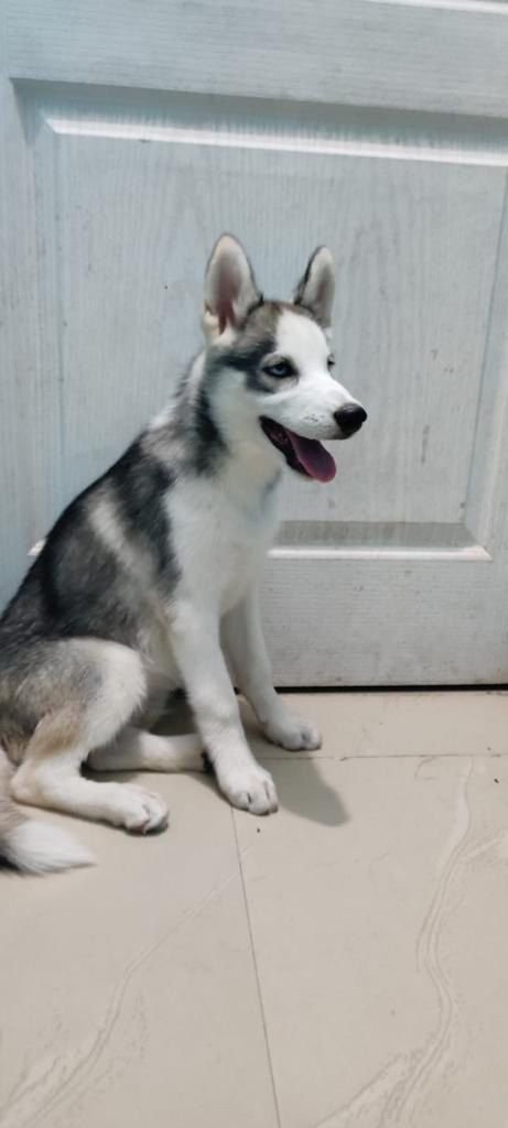 DogsIndia.com - Siberian Husky - Dr.Gowtham