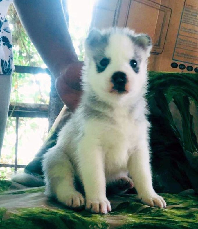 DogsIndia.com - Siberian Husky - Dr.Gowtham