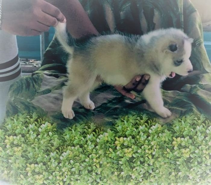 DogsIndia.com - Siberian Husky - Dr.Gowtham